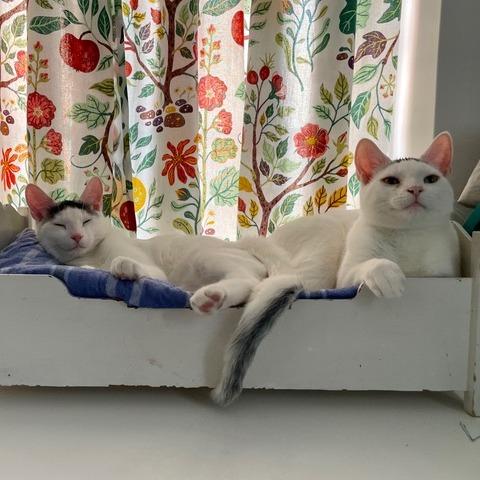 Avenue, a ADOPTABLE Domestic Short Hair in Evanston, IL image 2/4