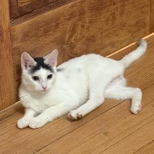 Enlarge Avenue, a ADOPTABLE Domestic Short Hair in Evanston, IL image 1/1