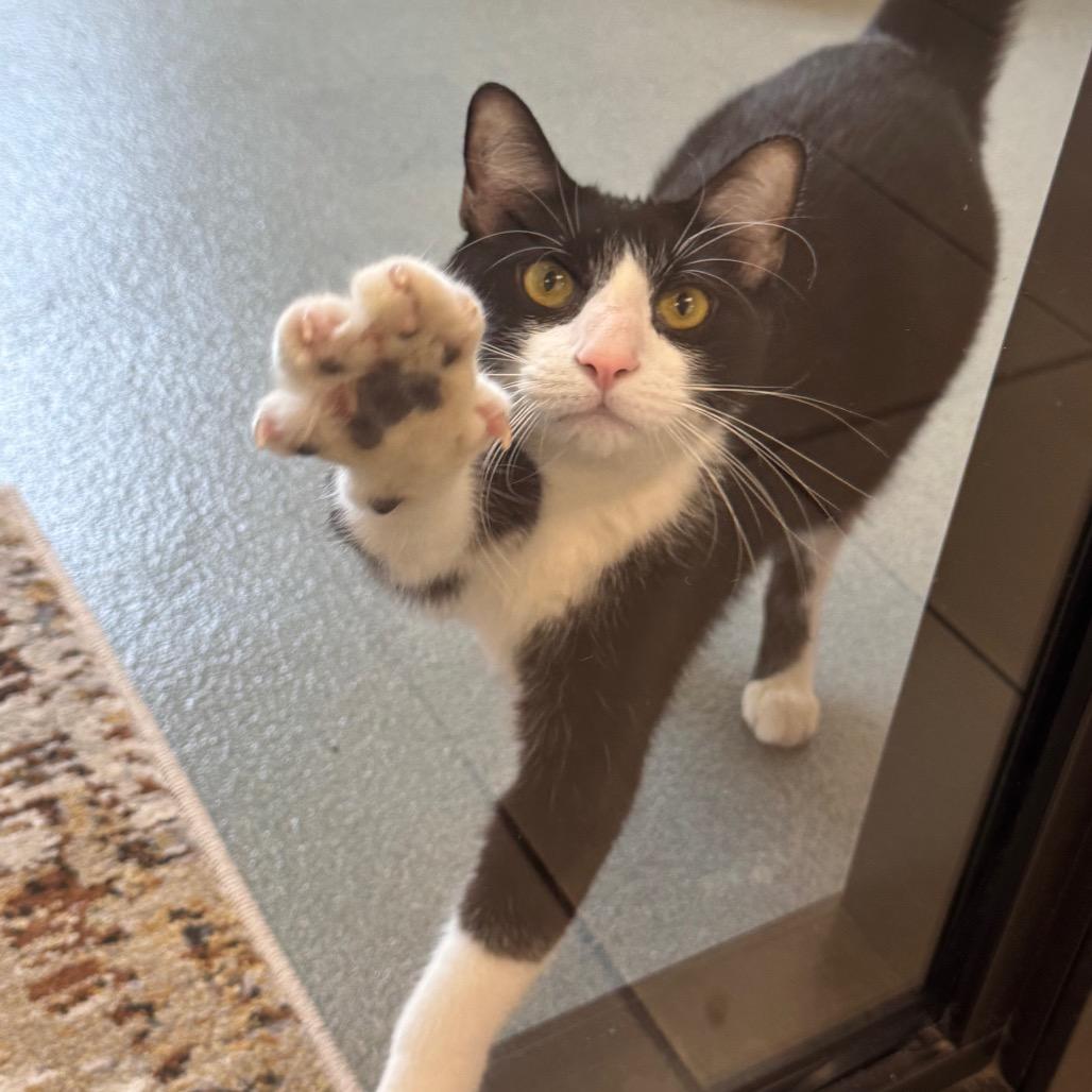 Enlarge Zuko, a Adoptable Domestic Short Hair in West Palm Beach, FL image 1/4