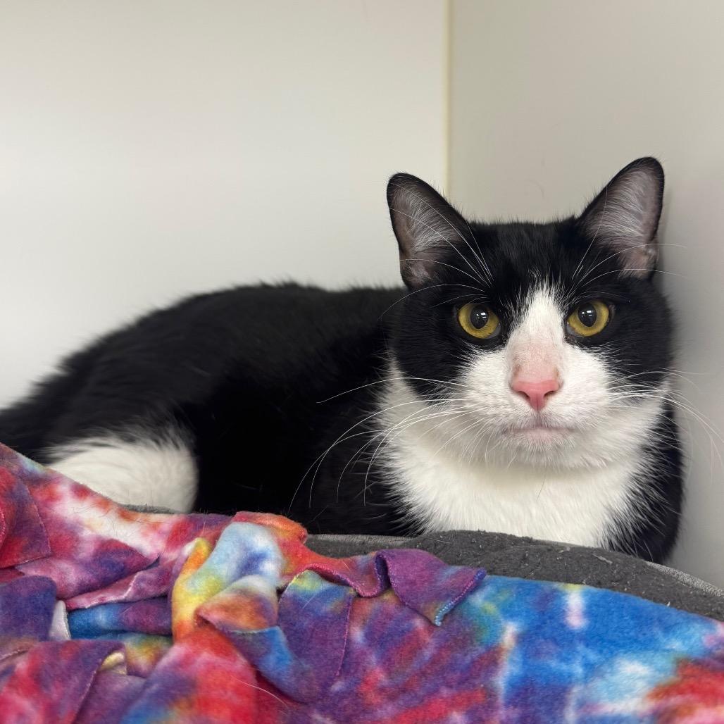 Enlarge Zuko, a Adoptable Domestic Short Hair in West Palm Beach, FL image 2/4