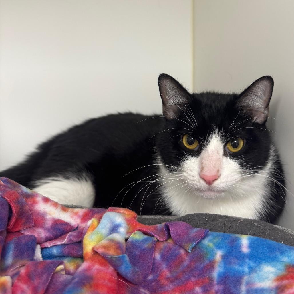 Enlarge Zuko, a Adoptable Domestic Short Hair in West Palm Beach, FL image 3/4