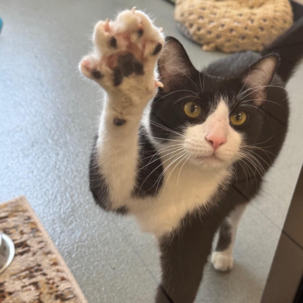 Enlarge Zuko, a Adoptable Domestic Short Hair in West Palm Beach, FL image 4/4