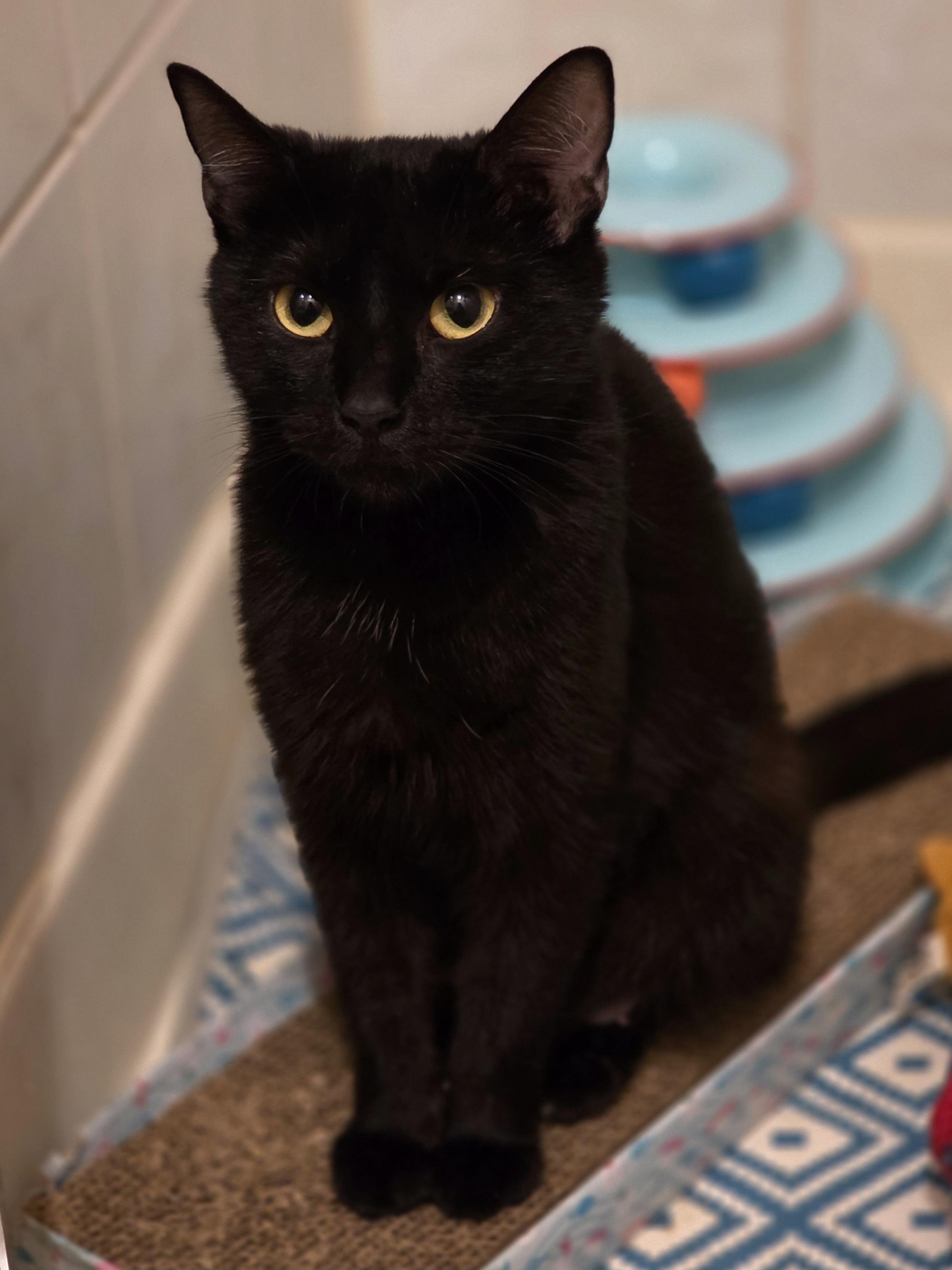 Genevieve, ADOPTABLE, Young Female Domestic Short Hair.