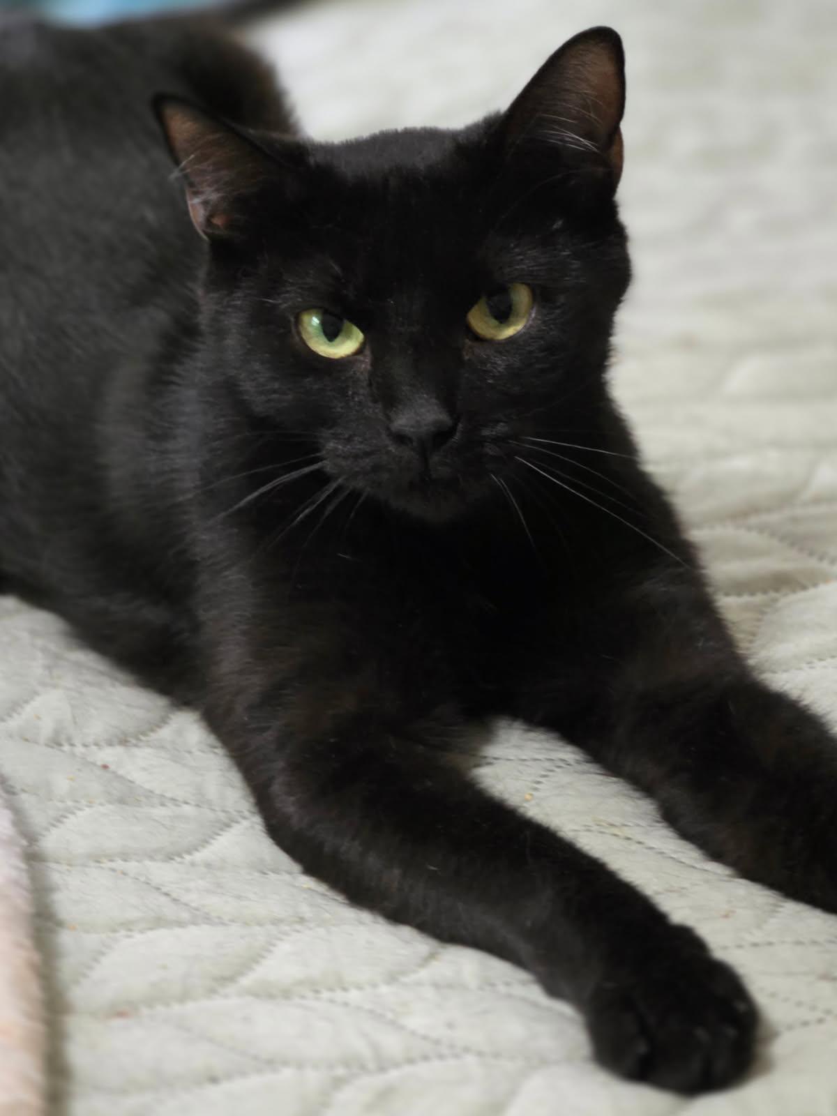 Genevieve, ADOPTABLE, Young Female Domestic Short Hair.