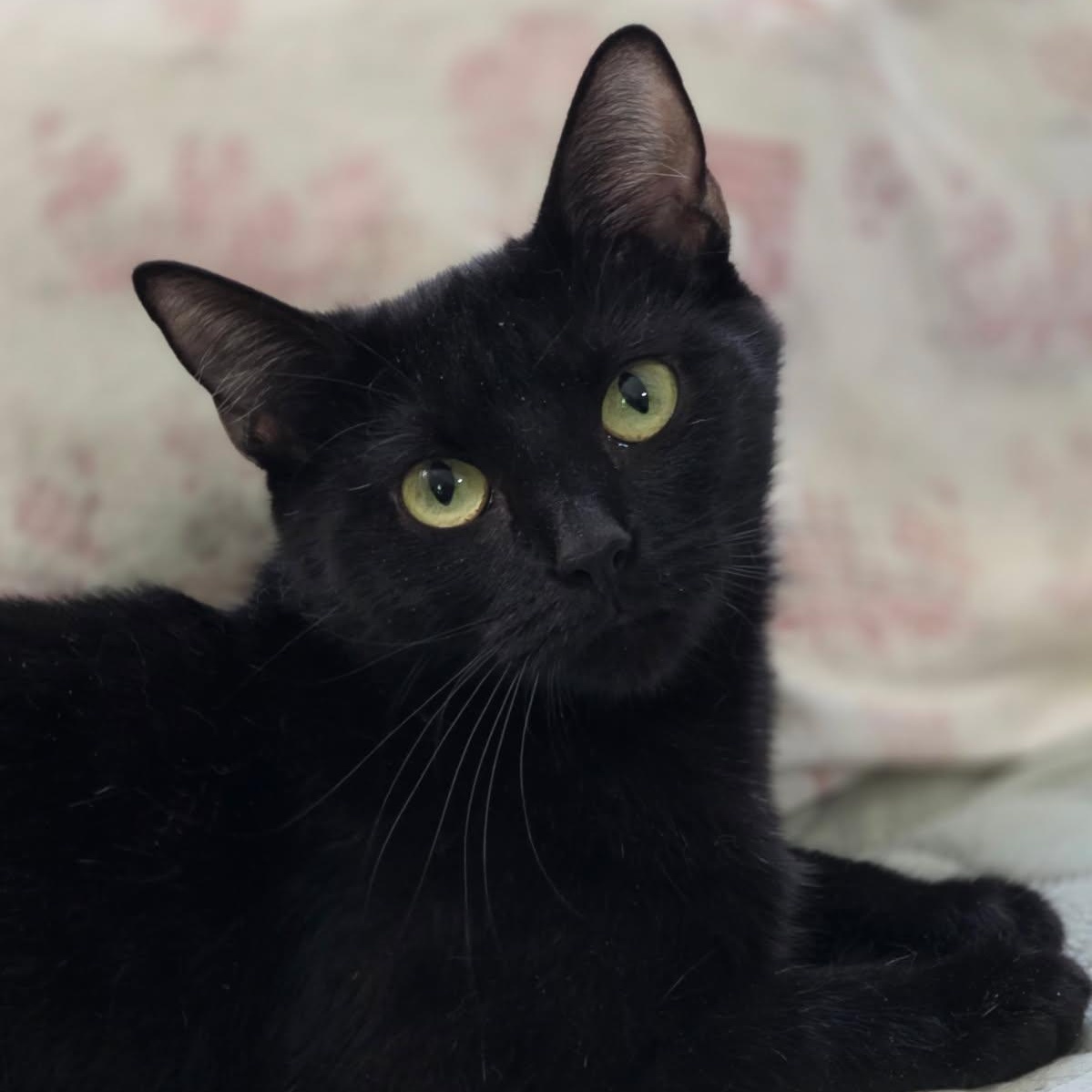 Genevieve, ADOPTABLE, Young Female Domestic Short Hair.