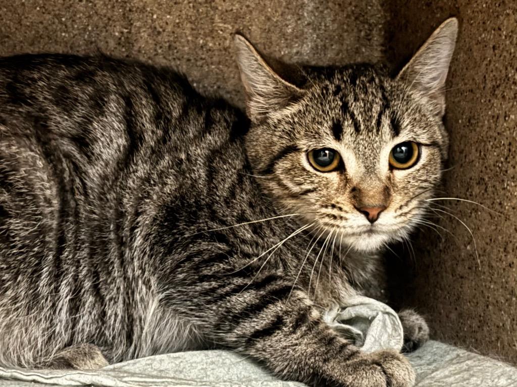 Zinna, Adoptable, Kitten Female Domestic Short Hair & Tabby.