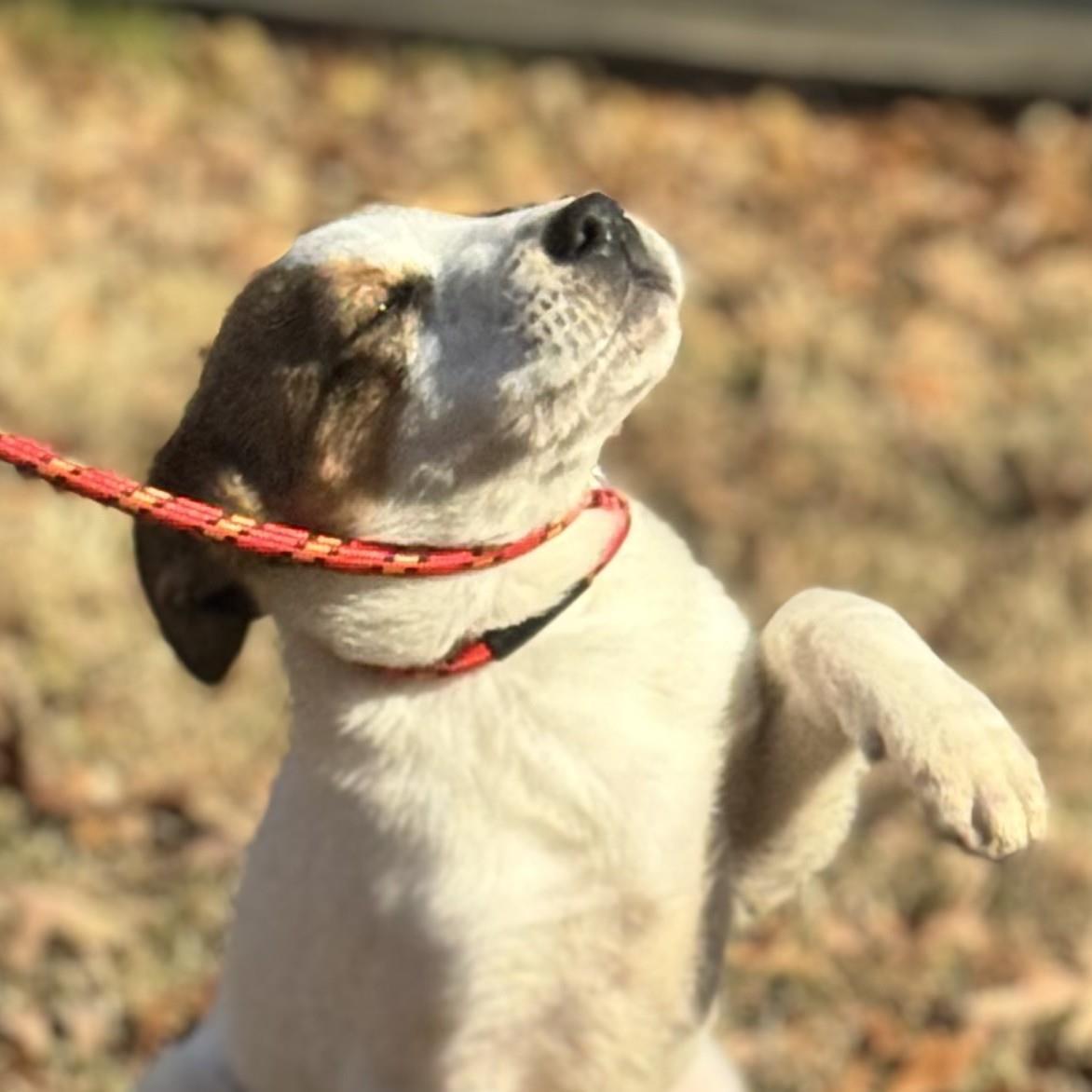 Enlarge Tigger, a Adoptable Australian Shepherd in Locust Fork, AL image 1/3
