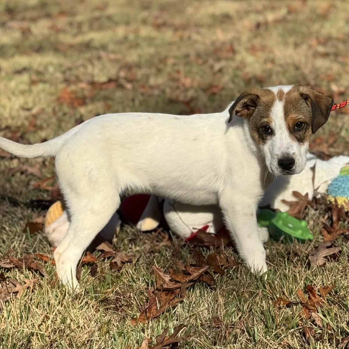Enlarge Tigger, a Adoptable Australian Shepherd in Locust Fork, AL image 2/3