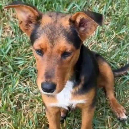 Ruby, Adoptable, Young Female Mixed Breed.