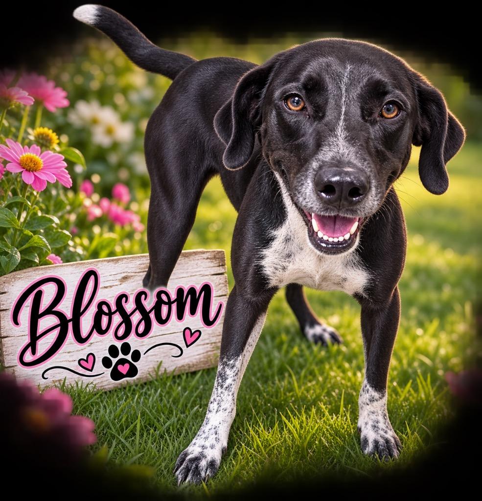 Blossom, Adoptable, Young Female Mixed Breed.