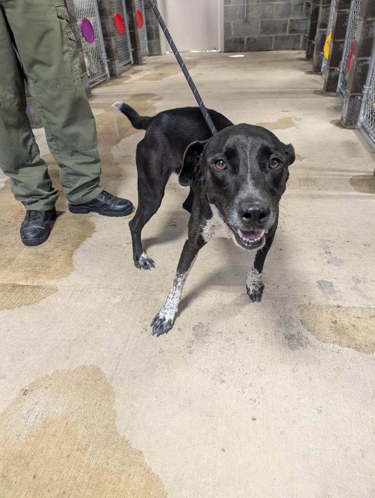 Blossom, a Adoptable mixed breed in Shelbyville, TN image 2/2