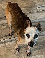 Rocky, a Adoptable Miniature Pinscher in Davie, FL image 2/3
