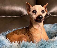 Rocky, Adoptable, Senior Male Miniature Pinscher.