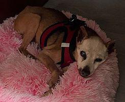 Rocky, a Adoptable Miniature Pinscher in Davie, FL image 3/3