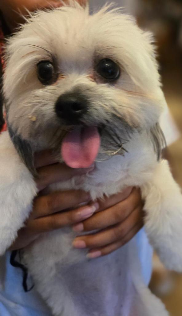 Lily Shih Tzu, Adoptable, Adult Female Shih Tzu.