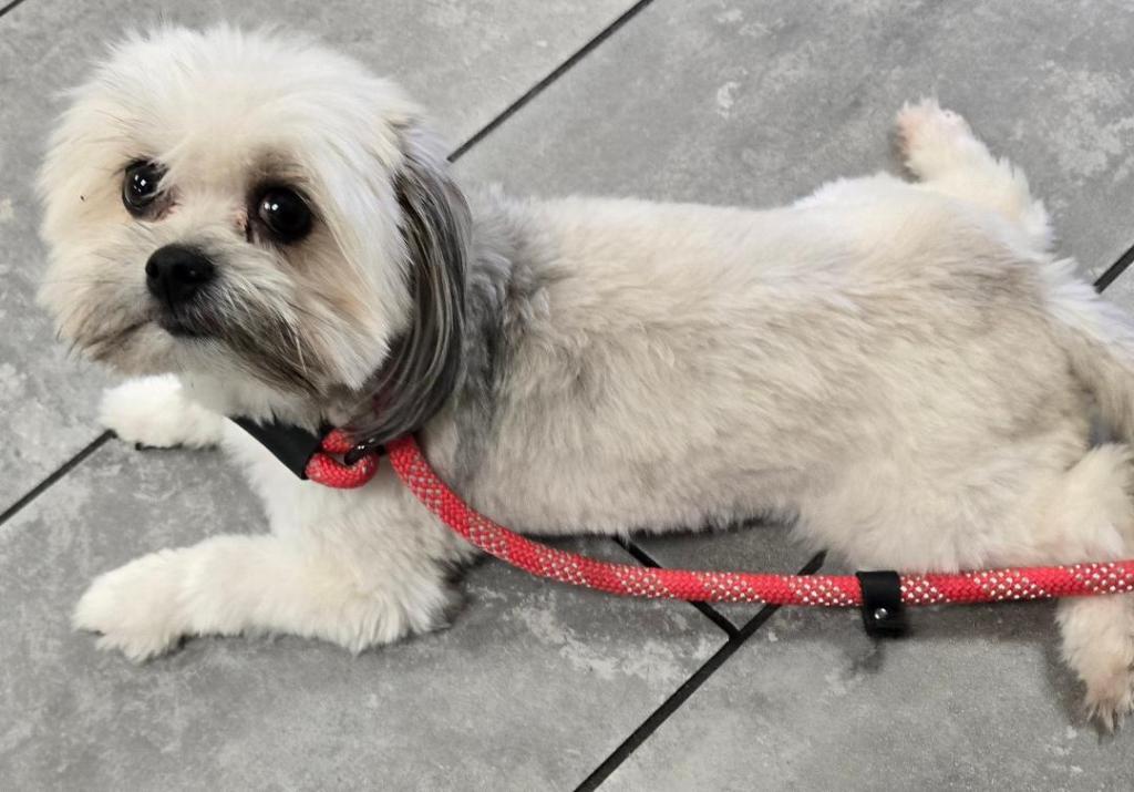 Enlarge Lily Shih Tzu, a Adoptable Shih Tzu in San Antonio, TX image 2/3