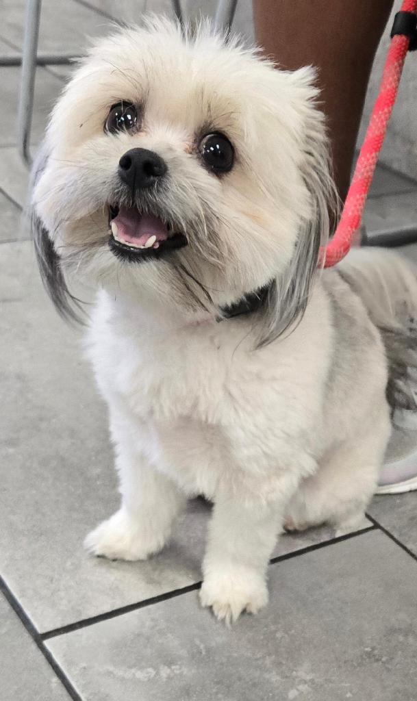 Enlarge Lily Shih Tzu, a Adoptable Shih Tzu in San Antonio, TX image 3/3