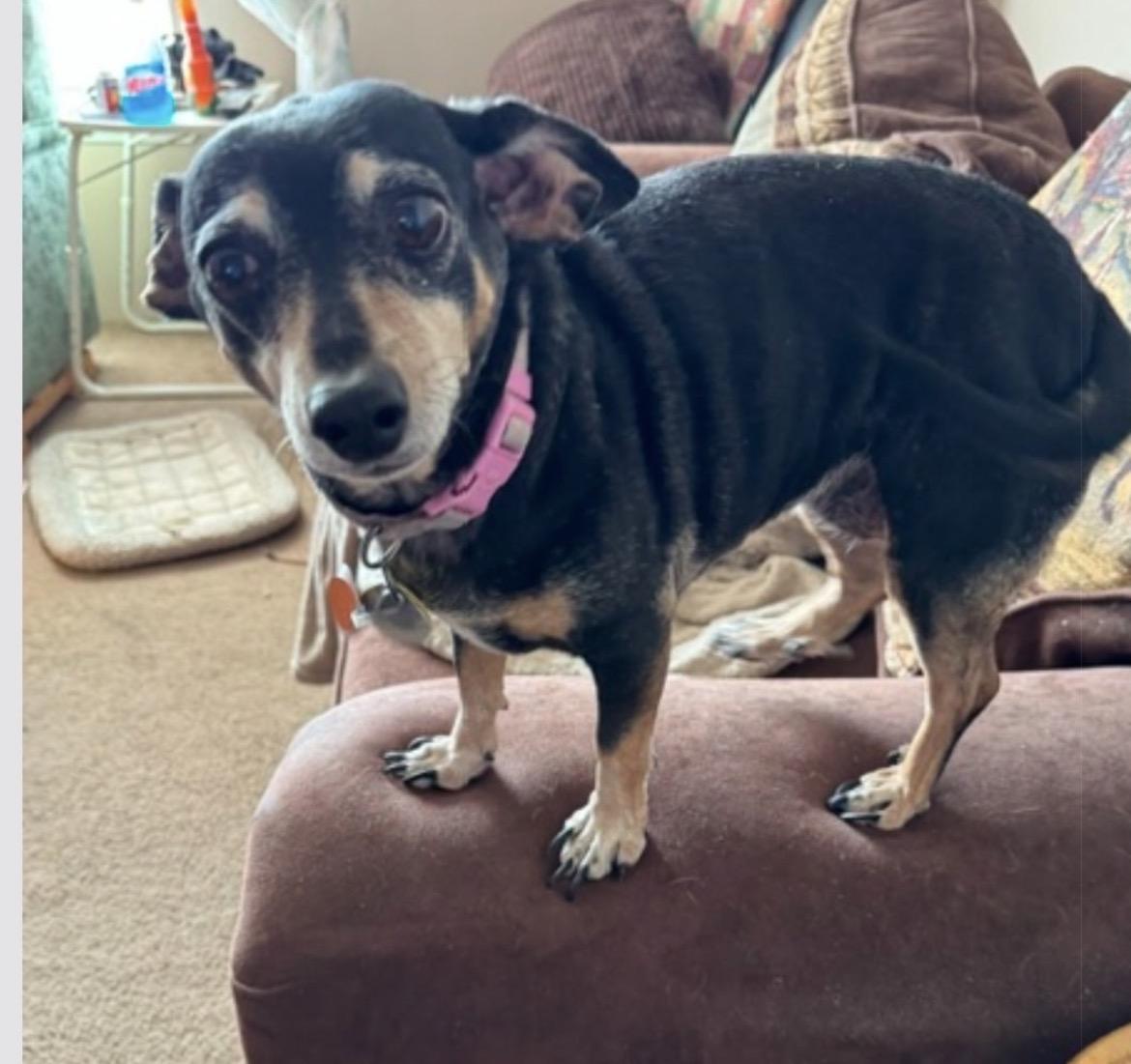 Enlarge Lil Bit, an adopted mixed breed in Powell Butte, OR image 1/1