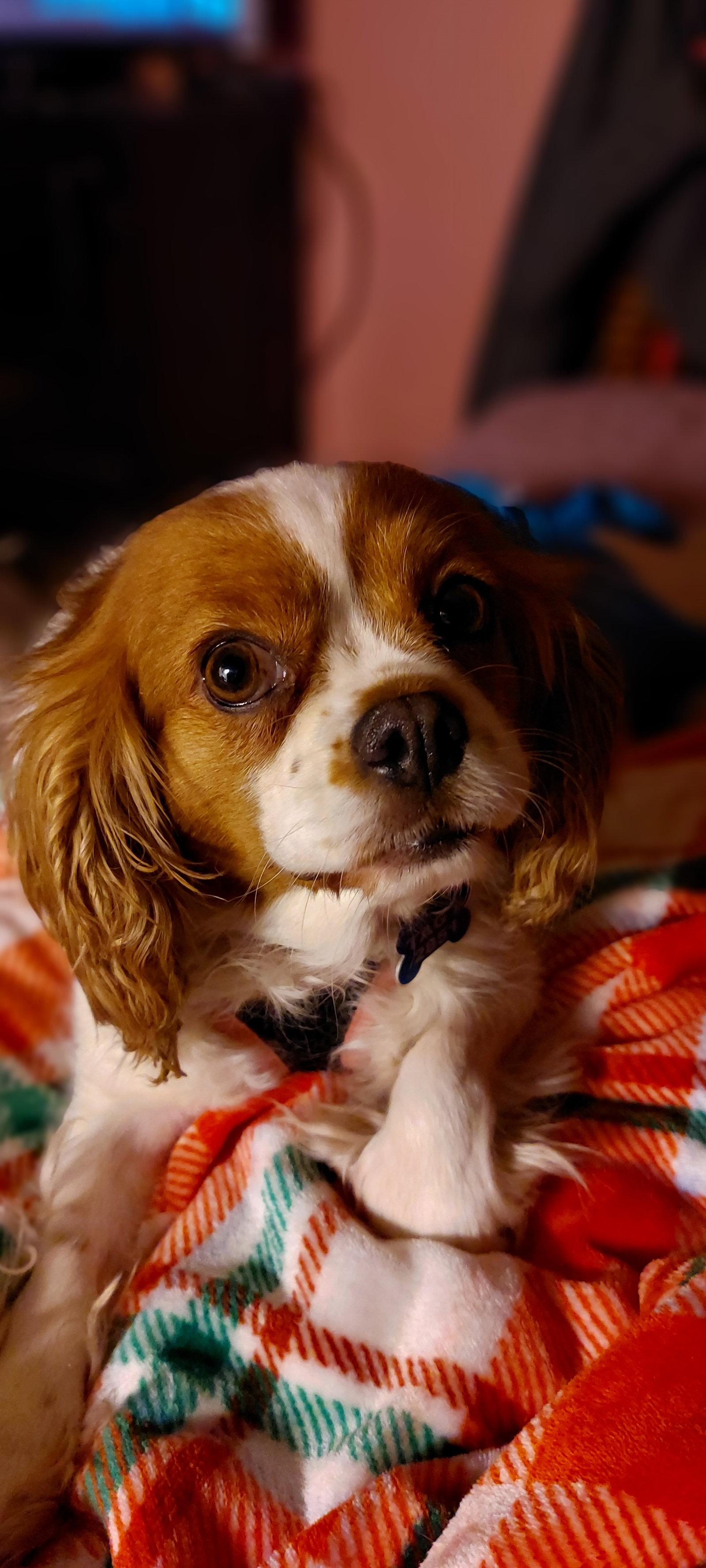 Brynn-ARR, a Adoptable Cavalier King Charles Spaniel in Pataskala, OH image 1/3