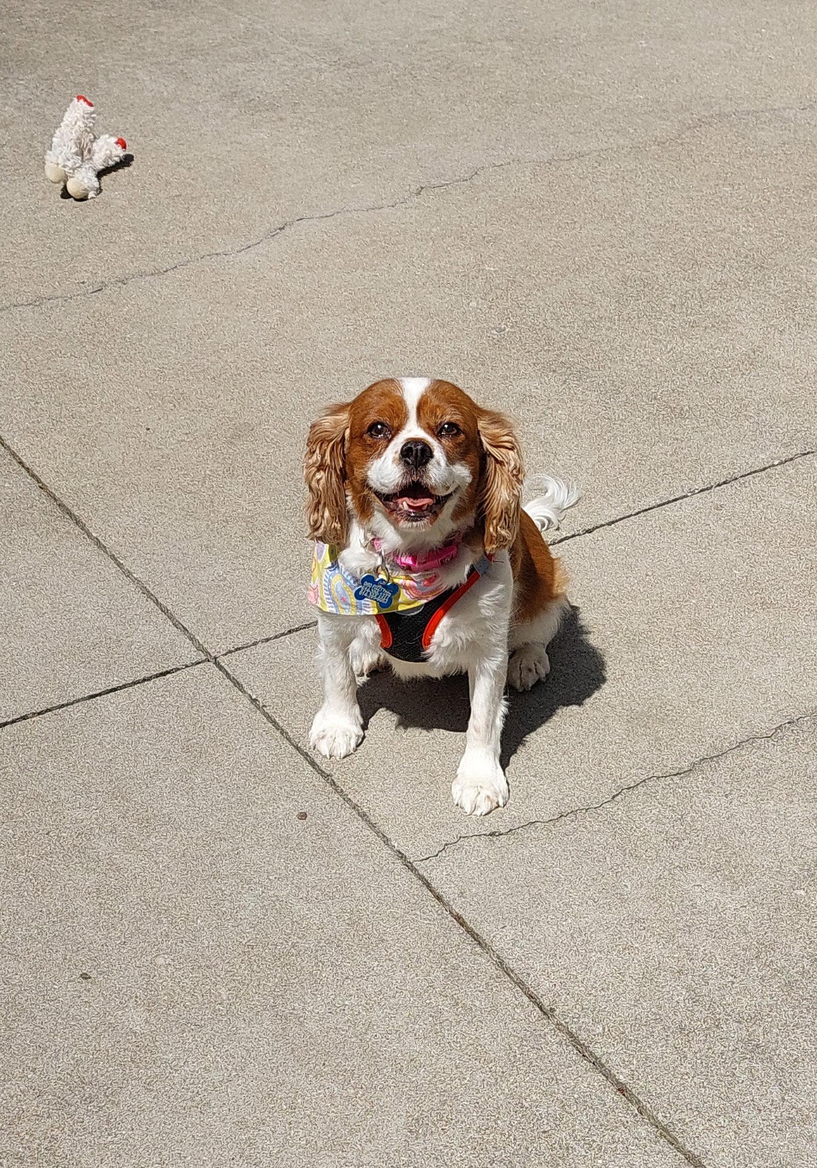 Brynn-ARR, a Adoptable Cavalier King Charles Spaniel in Pataskala, OH image 2/3