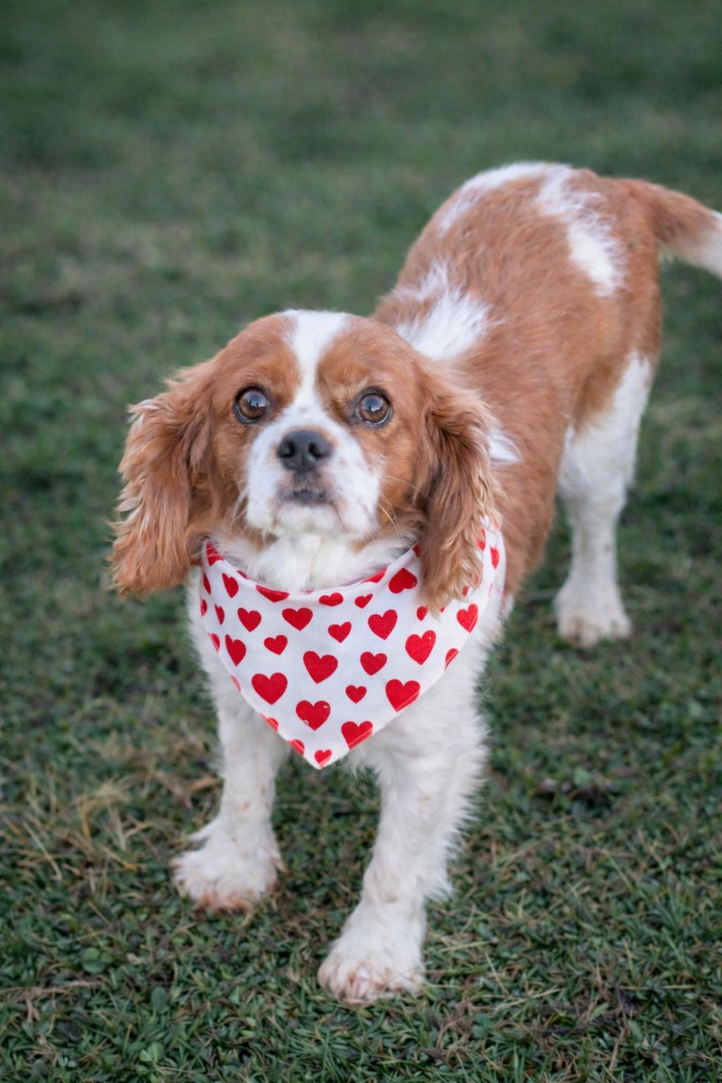 Brynn-ARR, a Adoptable Cavalier King Charles Spaniel in Pataskala, OH image 3/3