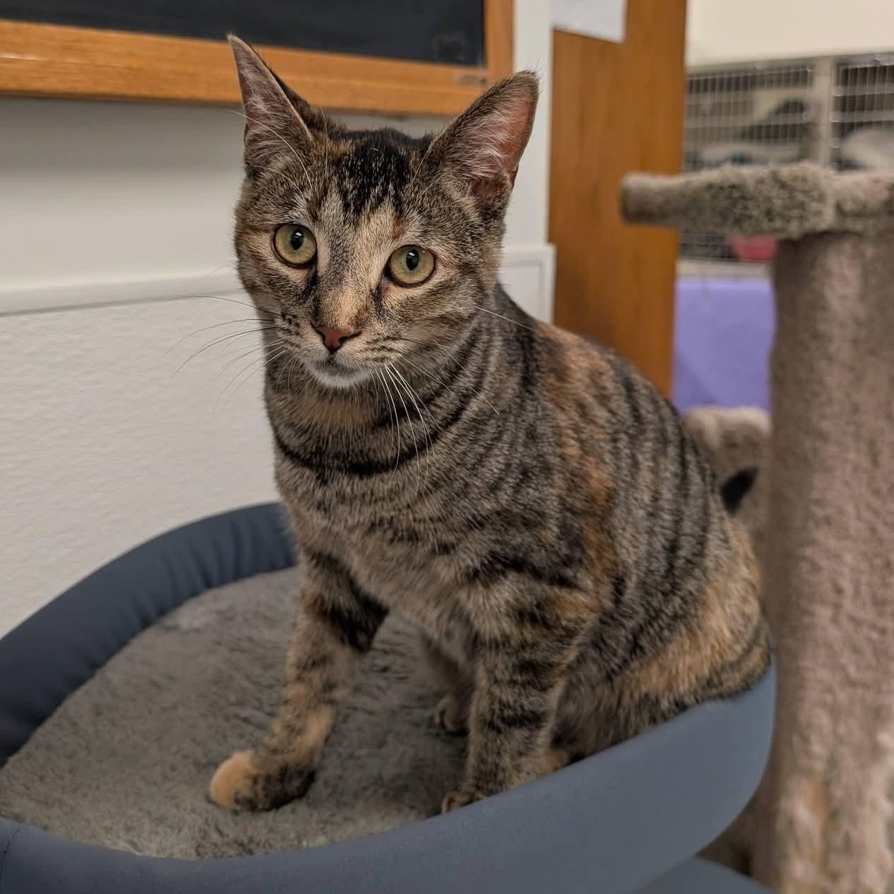 Enlarge Tigris - CHWK Mr. Pets (by appointment), an adoptable Domestic Short Hair in Chilliwack, BC image 2/4
