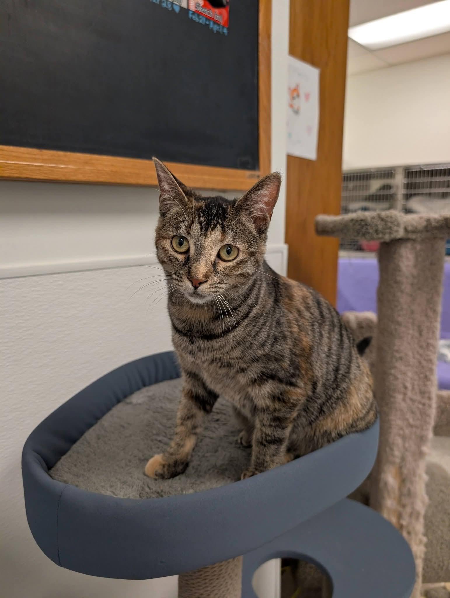 Enlarge Tigris, an adoptable Domestic Short Hair in Chilliwack, BC image 1/1