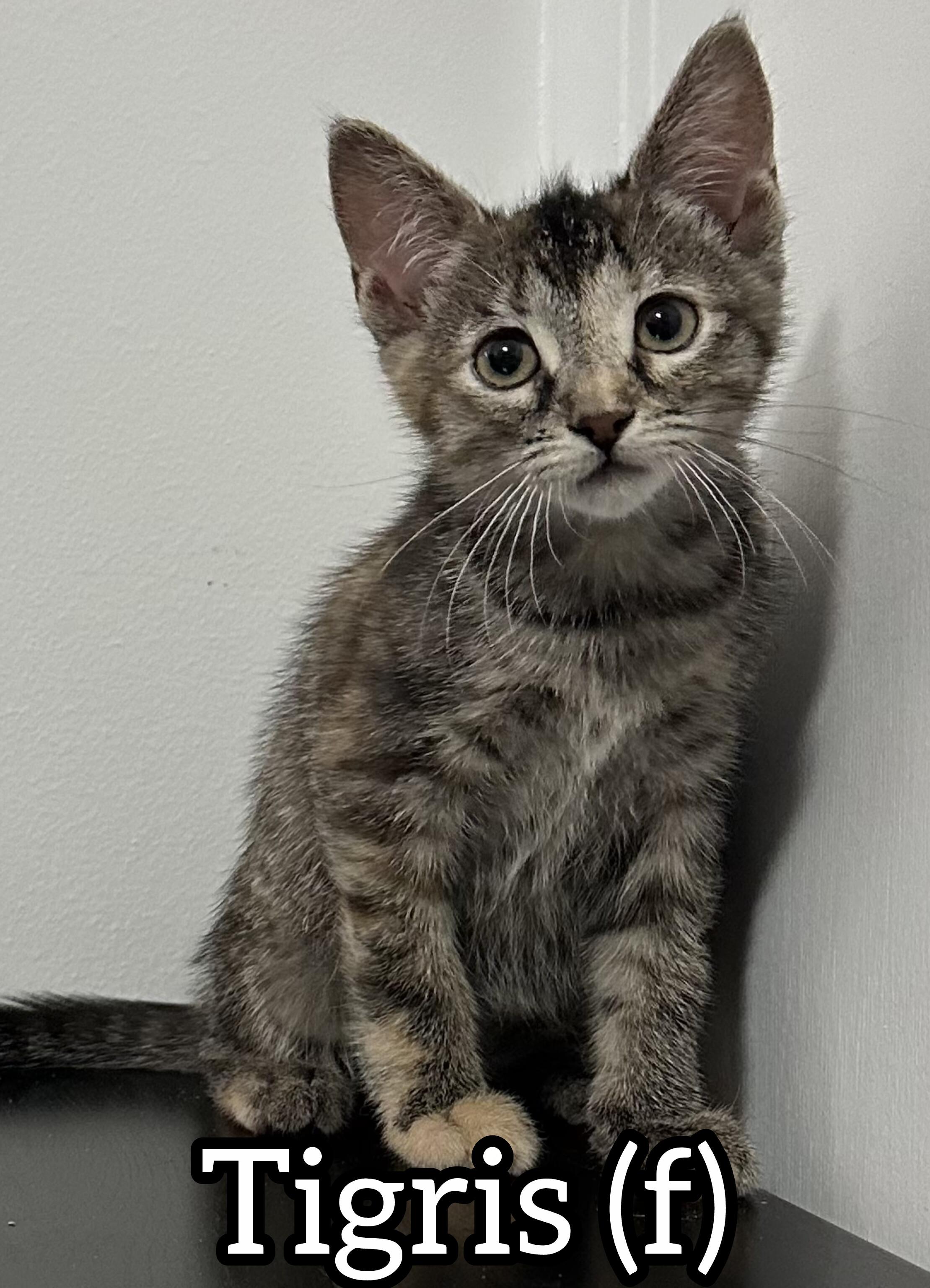 Tigris, adoptable, Young Female Domestic Short Hair.