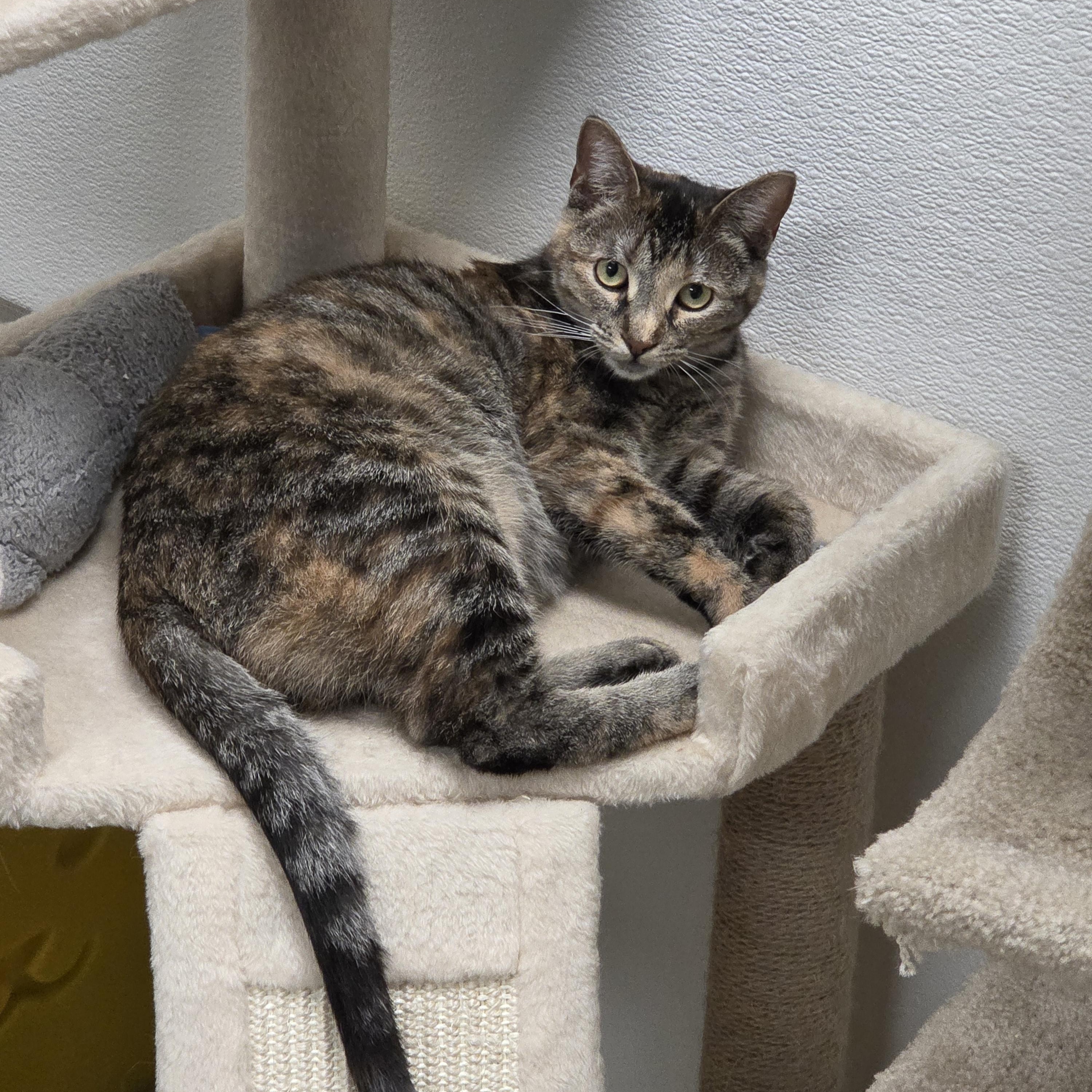 Tigris - CHWK Mr. Pets (by appointment), adoptable, Young Female Domestic Short Hair.