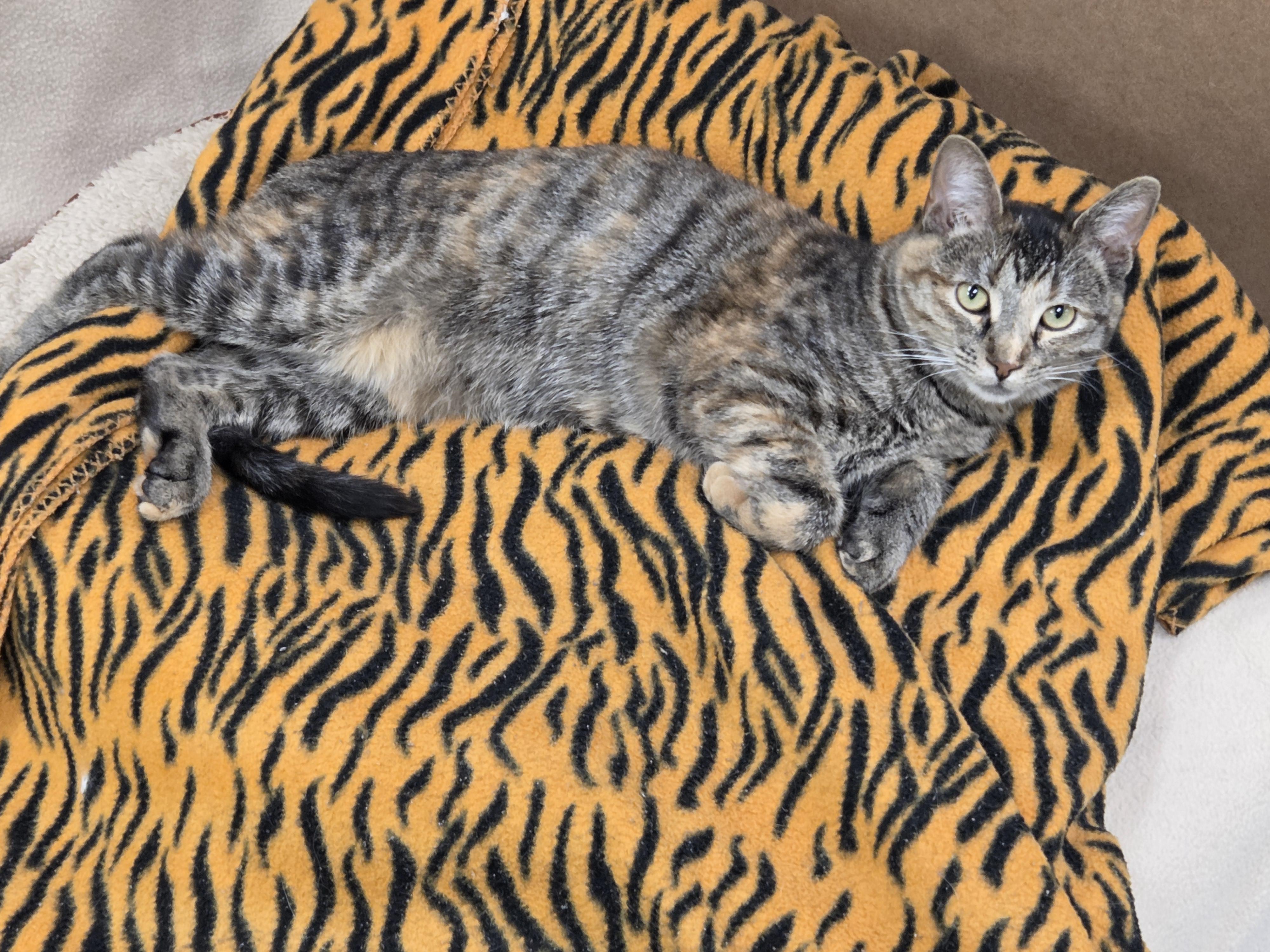 Enlarge Tigris - CHWK Mr. Pets (by appointment), an adoptable Domestic Short Hair in Chilliwack, BC image 4/4