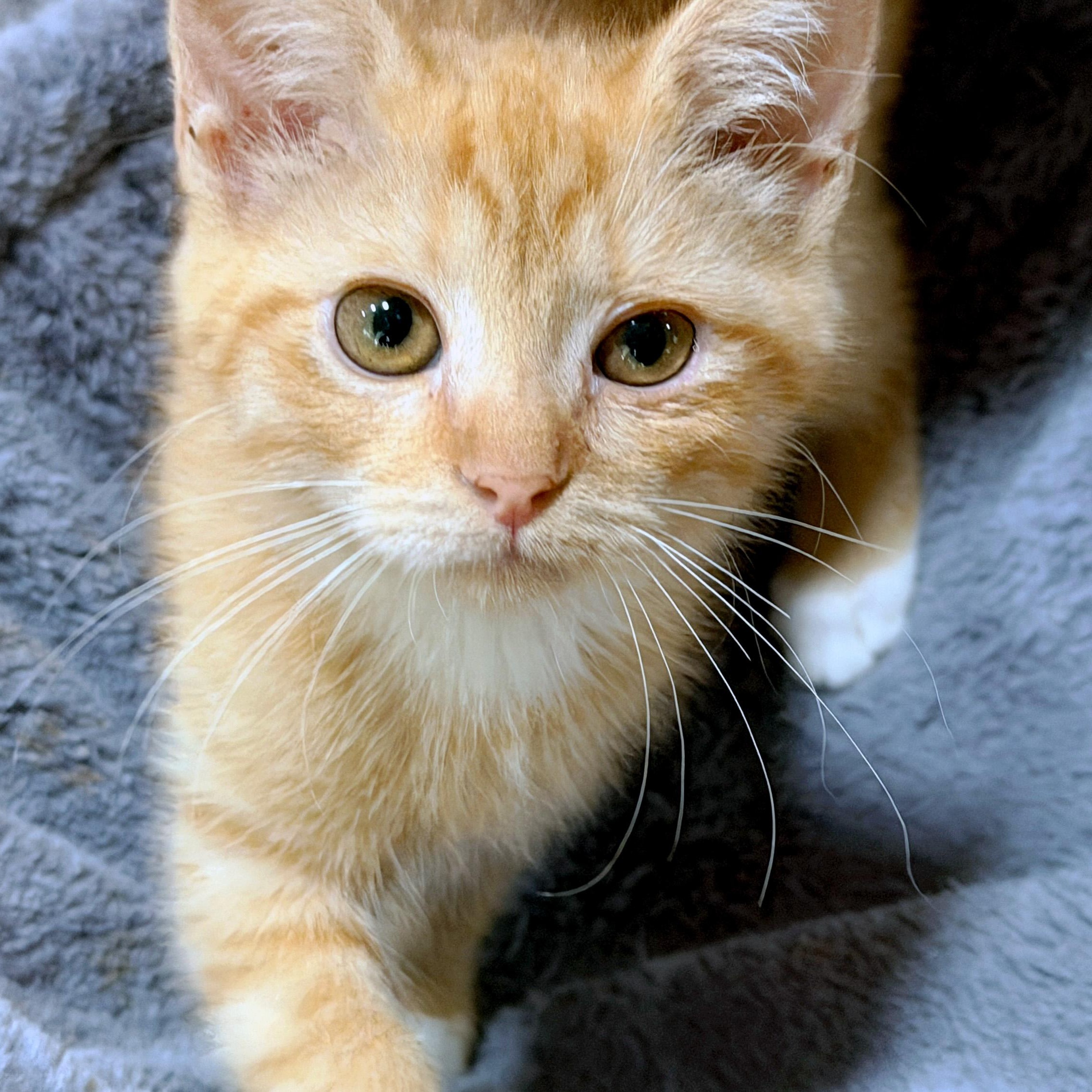 Enlarge Sissy Hankshaw, a ADOPTABLE Domestic Short Hair in Apex, NC image 1/4