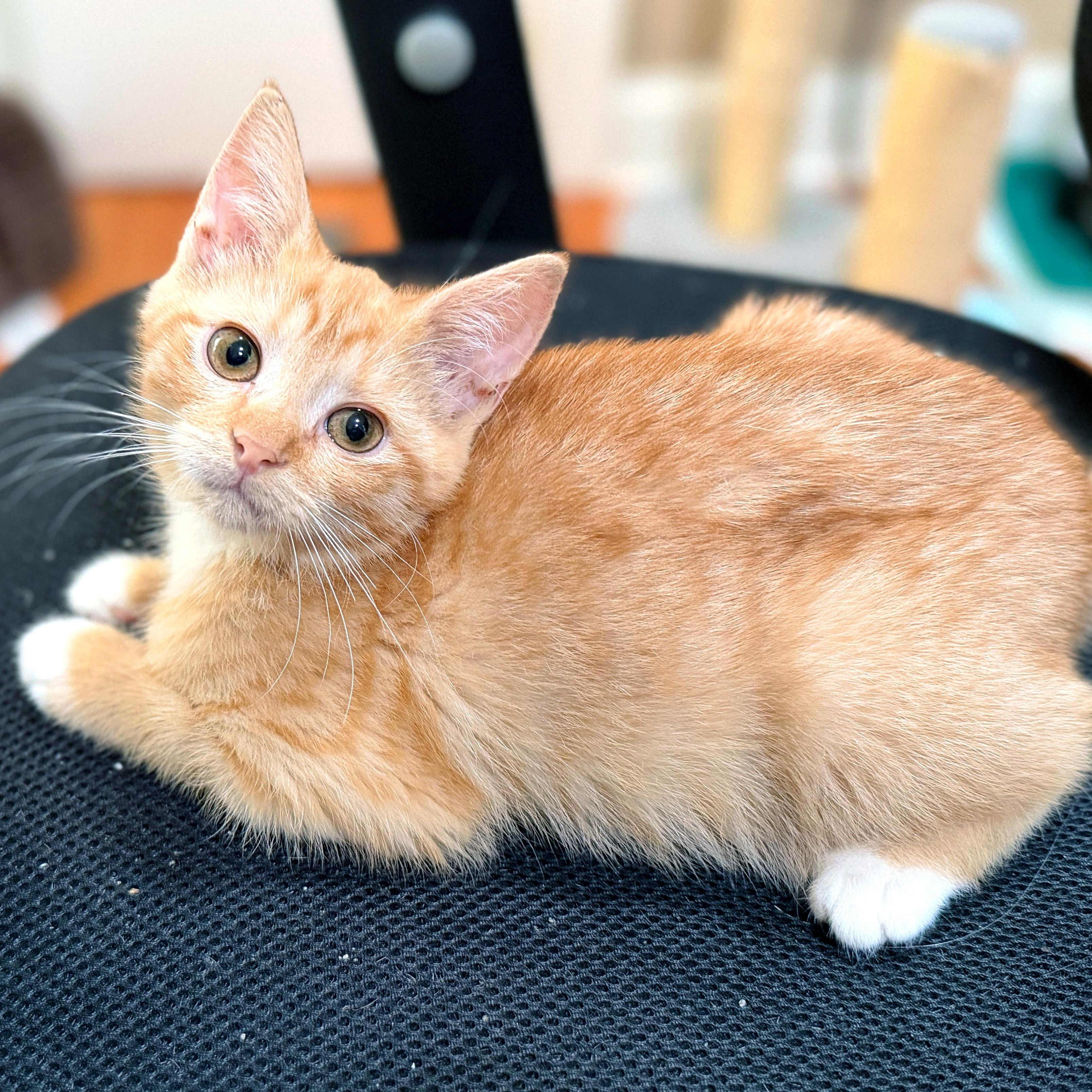 Enlarge Sissy Hankshaw, a ADOPTABLE Domestic Short Hair in Apex, NC image 2/4