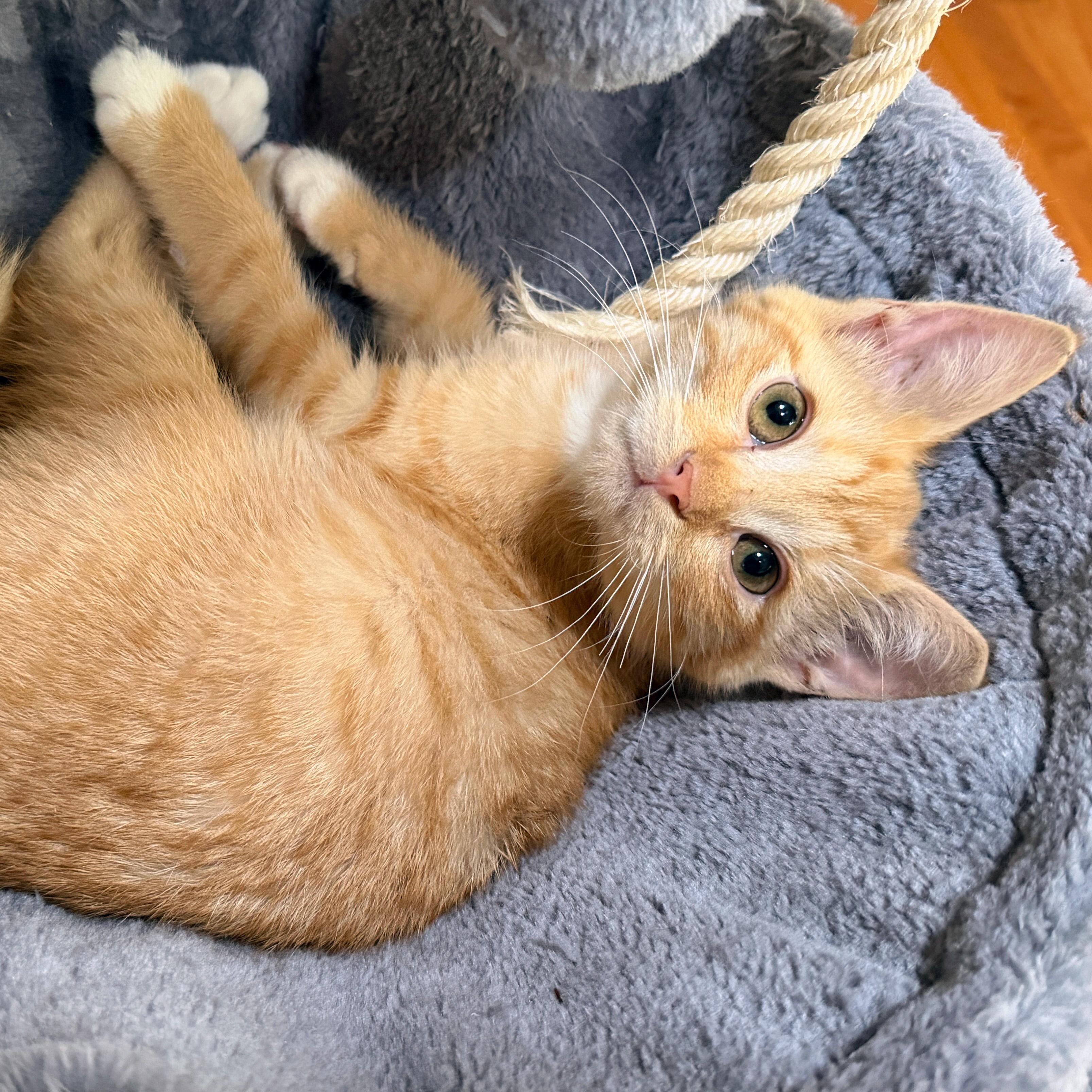 Enlarge Sissy Hankshaw, a ADOPTABLE Domestic Short Hair in Apex, NC image 3/4
