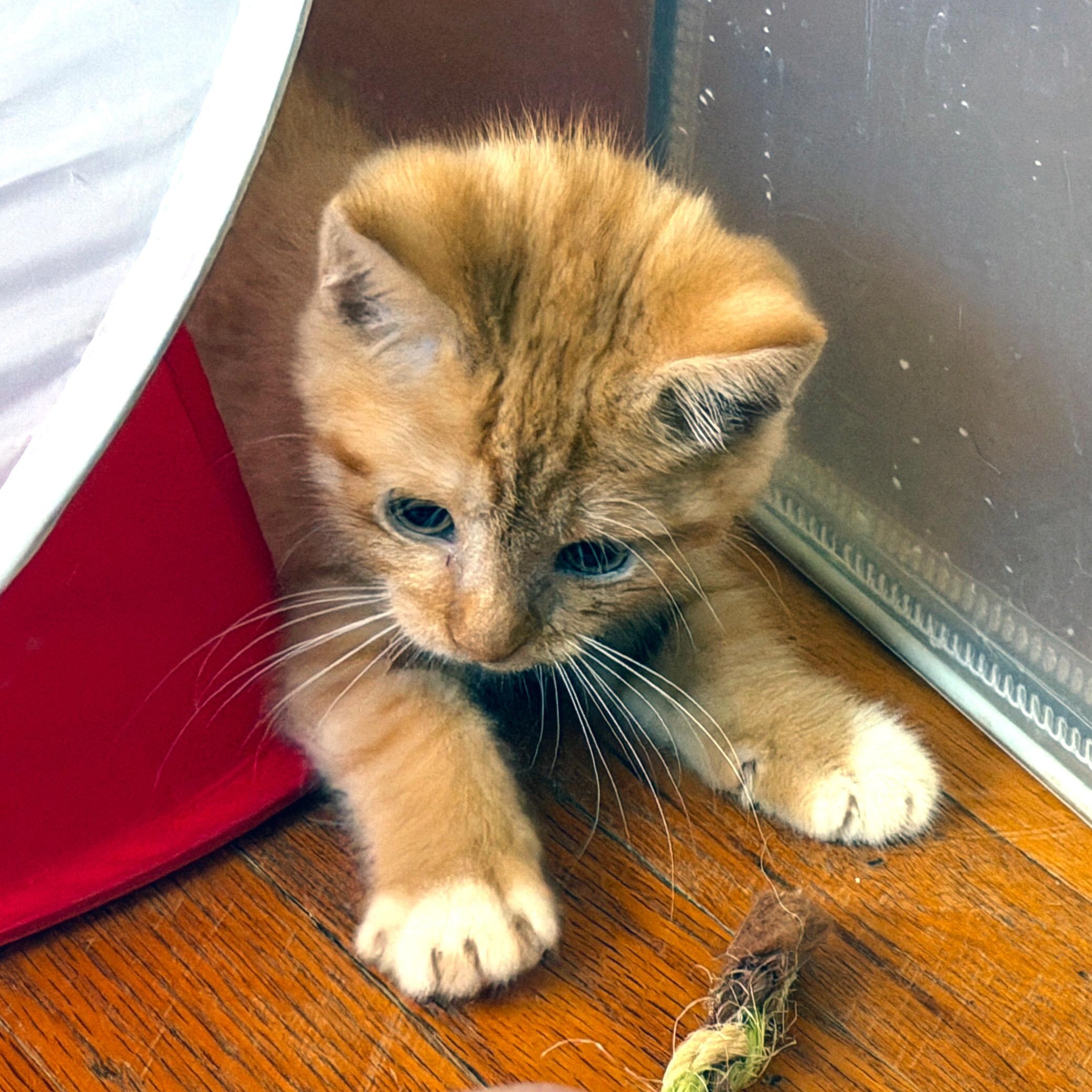 Enlarge Sissy Hankshaw, a ADOPTABLE Domestic Short Hair in Apex, NC image 4/4