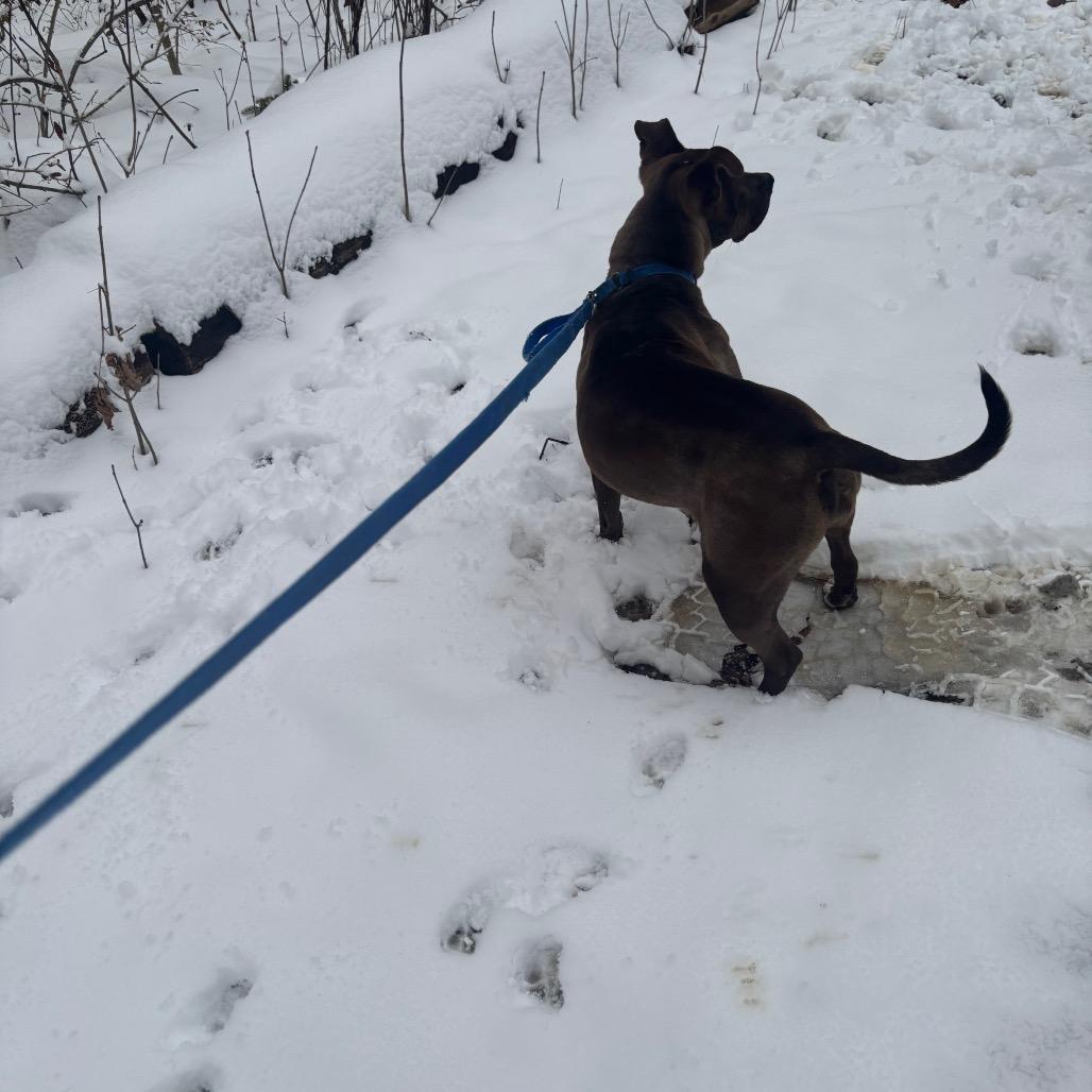 Ace, Adoptable, Adult Male Pit Bull Terrier.