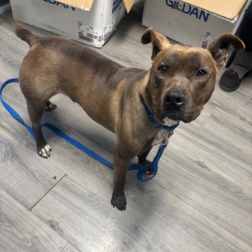 Enlarge Ace, a Adoptable Pit Bull Terrier in Greenville, PA image 2/6