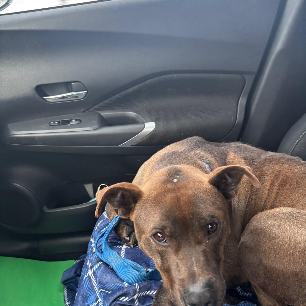 Enlarge Ace, a Adoptable Pit Bull Terrier in Greenville, PA image 3/6