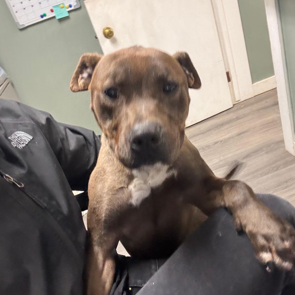 Enlarge Ace, a Adoptable Pit Bull Terrier in Greenville, PA image 4/6