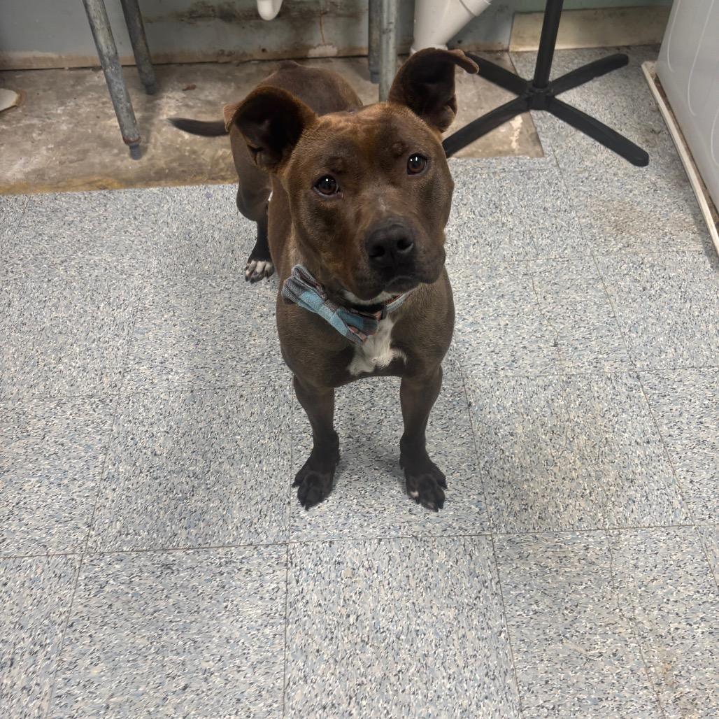 Enlarge Ace, a Adoptable Pit Bull Terrier in Greenville, PA image 5/6