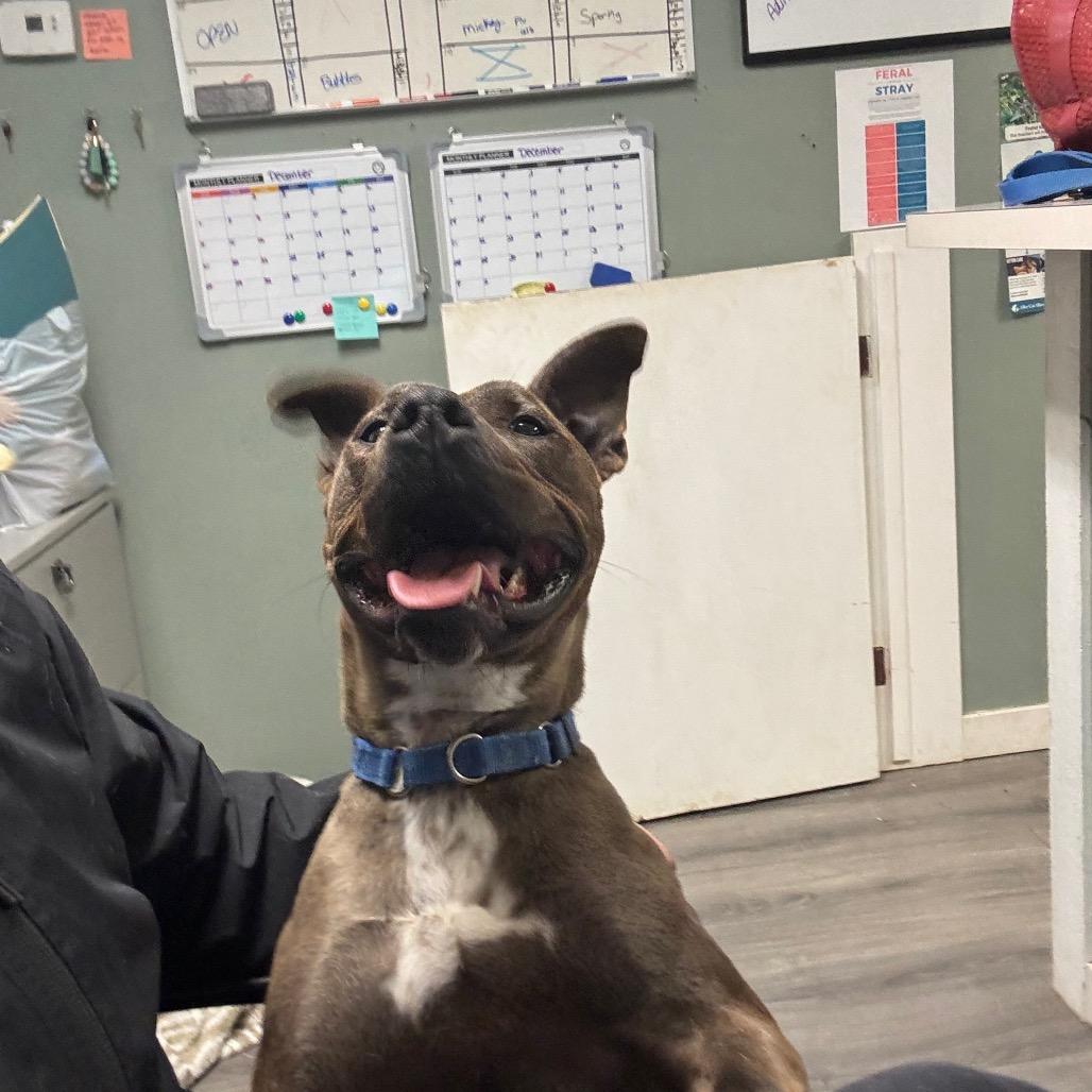 Enlarge Ace, a Adoptable Pit Bull Terrier in Greenville, PA image 6/6