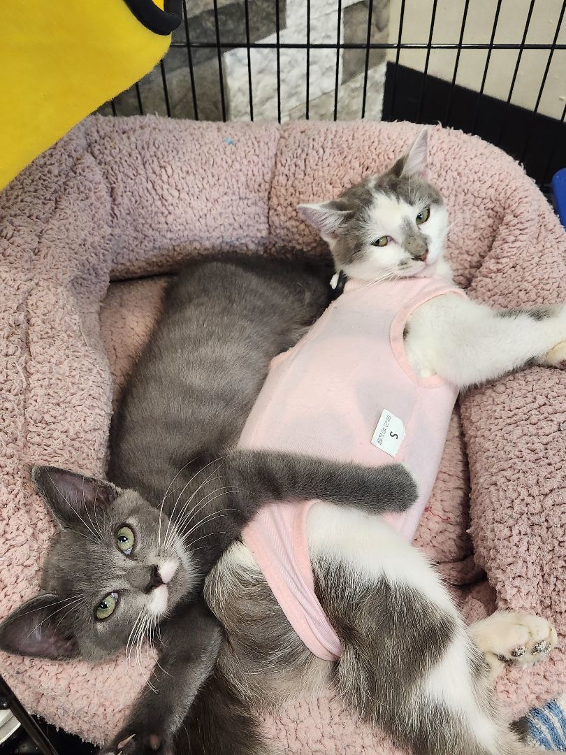 Colette, Adopted, Young Female Domestic Short Hair.