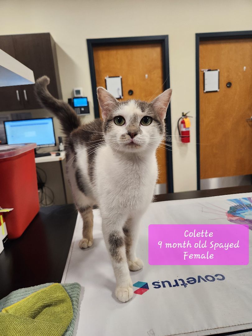 Enlarge Colette, a Adopted Domestic Short Hair in monroe, NC image 2/7