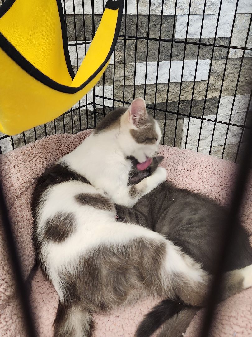 Enlarge Colette, a Adopted Domestic Short Hair in monroe, NC image 3/7