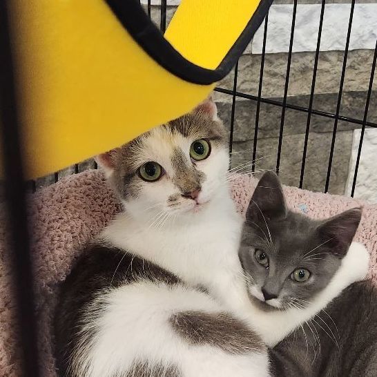 Enlarge Colette, a Adopted Domestic Short Hair in monroe, NC image 4/7