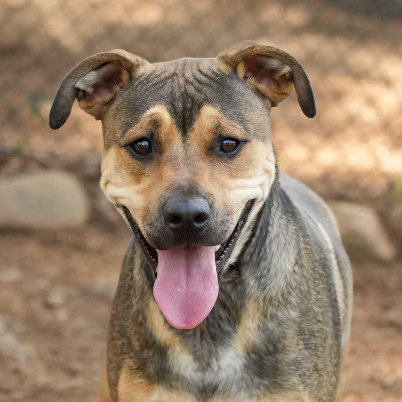Enlarge Pippin 57240, a ADOPTABLE mixed breed in Aiken, SC image 1/1