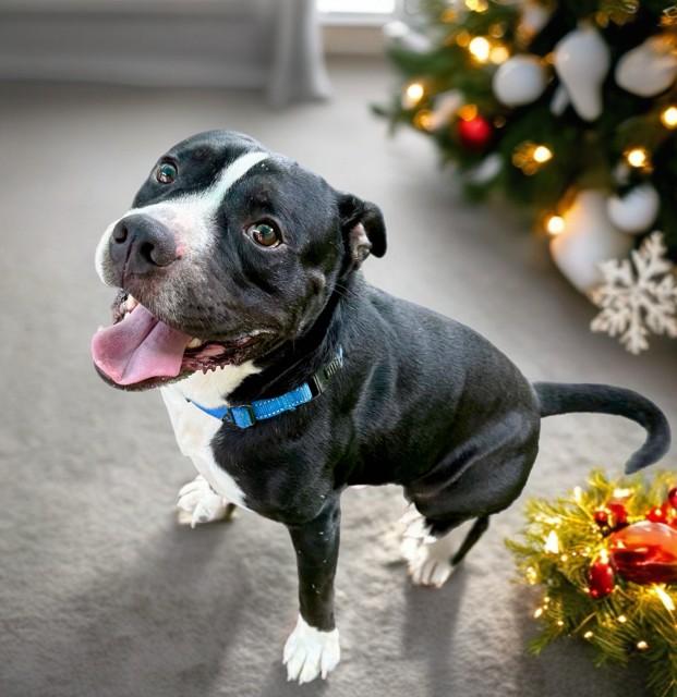 CROW, Adoptable, Adult Male Pit Bull Terrier & Boxer.