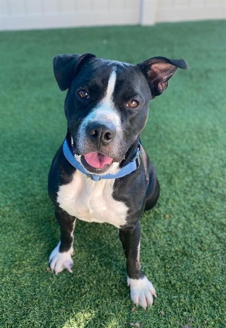 Enlarge CROW, a Adoptable mixed breed in Sarasota, FL image 1/1