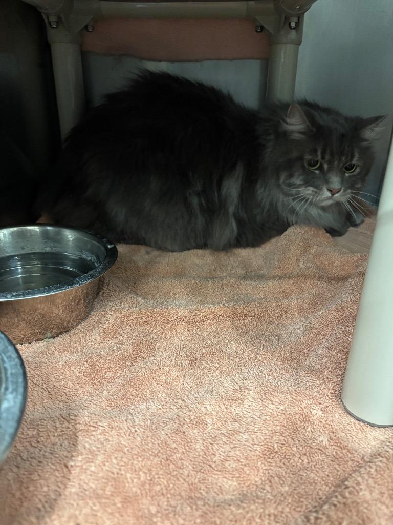 Snow Miser, Adoptable, Adult Male Domestic Long Hair.