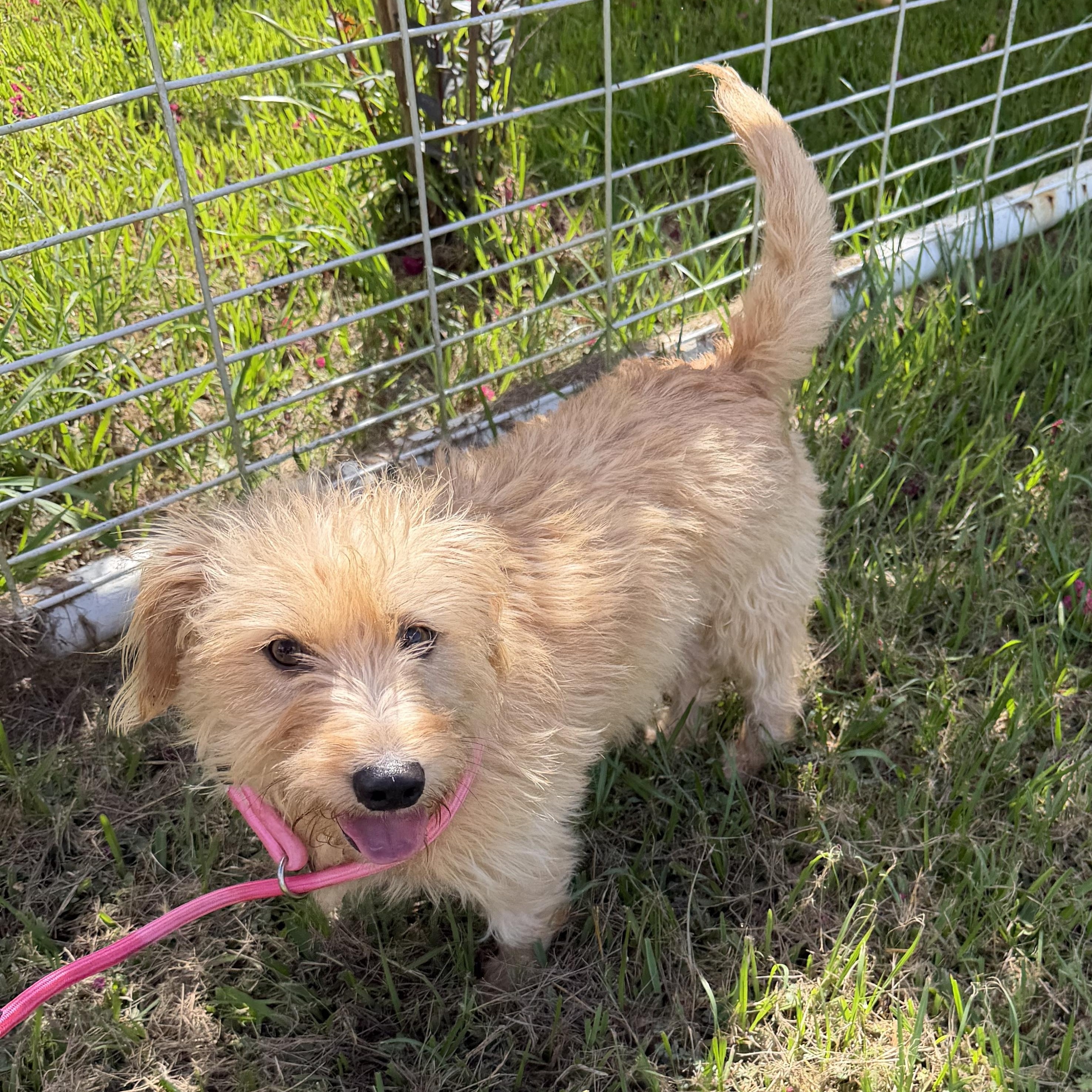 Myra Local Aug 21-23, adopted, Adult Female Norfolk Terrier & Wirehaired Terrier.