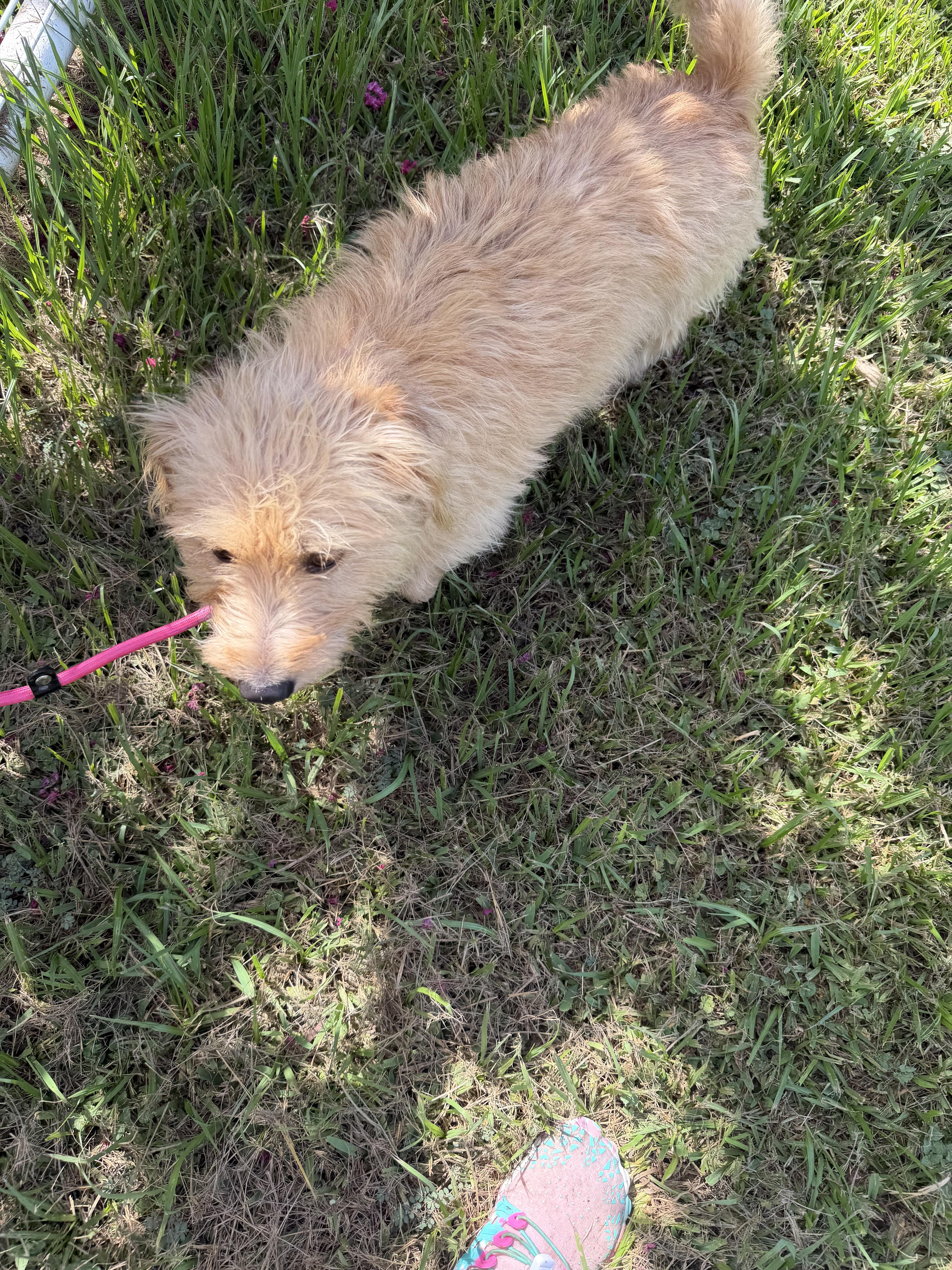 Enlarge Myra Local Aug 21-23, an adopted mixed breed in Warwick, RI image 3/4